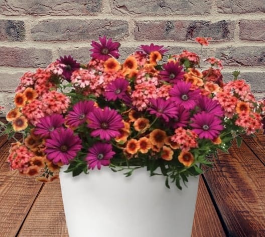 Trixi Daisy Dance Plug Plants Available From St Of March