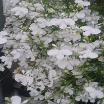 Lobelia white sparkle 5 plug plants.