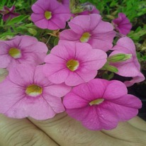 Calibrachoa  pink  5 plug plants .