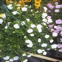 Calibrachoa double can can white 5 plug plants .