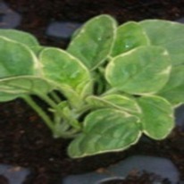 Herbs Origanum variegated 5 plug plants.