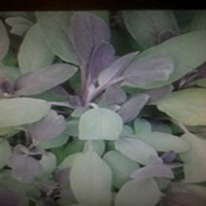 Herbs Sage purple 5 plug plants .