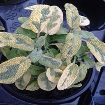 Herbs Sage icterina 5 plug plants.