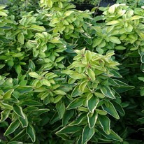 Herbs Oregano Golden 5 plug plants from
