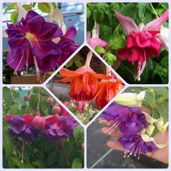 Specialist range fuchsia mixed surprise 5 plug plants from
