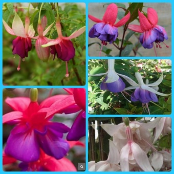 Upright fuchsia mixed surprise 5 plug plants from