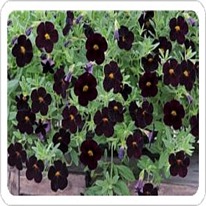 Calibrachoa Black cherry 5 plug plants from