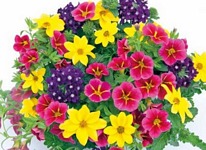 Trixi Cracker 5 plug plants available from 21 of march