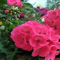 Americana Pink Geranium The Best of the Best 5 plug plants from.