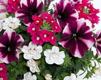 Trixi Amarena Cream 5 plug plants available from 21 march