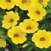 Calibrachoa yellow 5 plug plant
