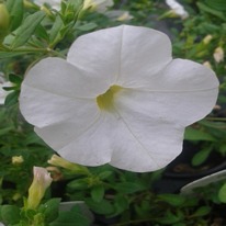 Calibrachoa White 5 plug plants