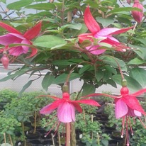 Pink spangles 5 plug plants