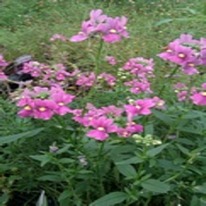 Nemesia rose pink 5 plug plants