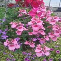 Diascia pink 5 plug plants