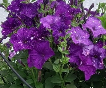 Night sky petunia 5 plug plants from