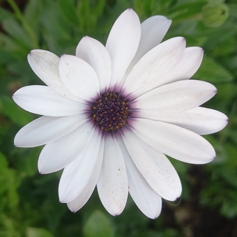 Osteospermum mix 5 plug plants