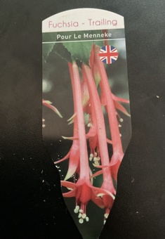 Fuchsia Voodoo 9cm pots