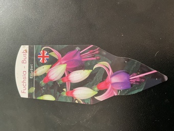 Fuchsia Ellebel 3, 9cm pots